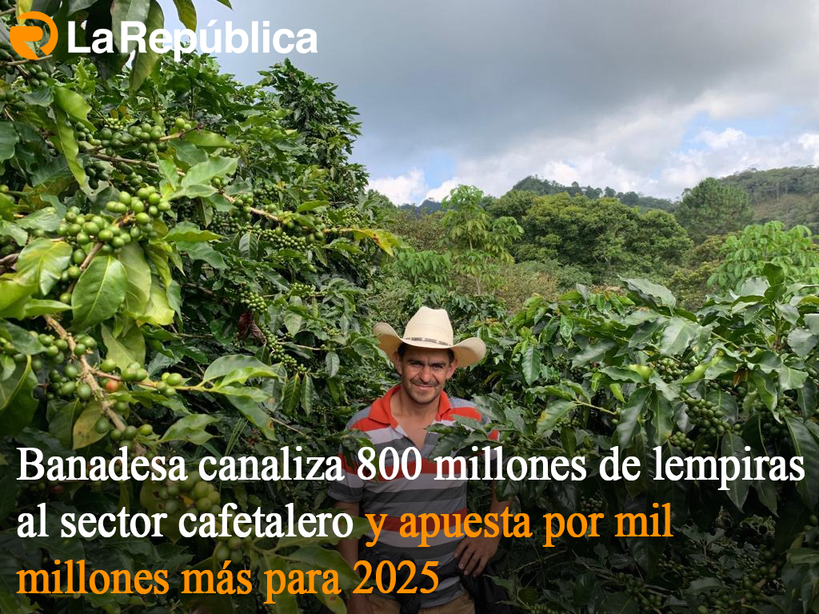 Banadesa canaliza 800 millones de lempiras al sector cafetalero y apuesta por mil millones más para 2025  - Cover Image